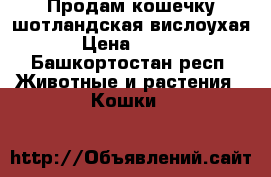 Продам кошечку шотландская вислоухая. › Цена ­ 2 000 - Башкортостан респ. Животные и растения » Кошки   